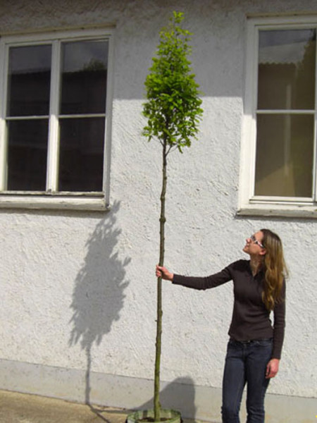 Quercus robur &#039;Fastigiata Koster&#039;, Säuleneiche - Hochstamm