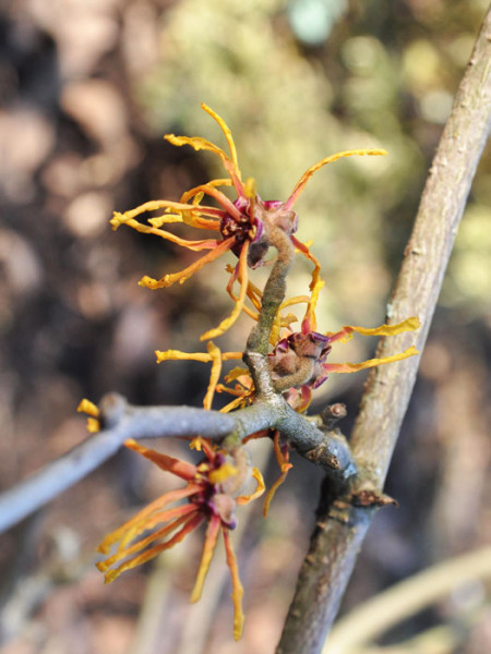 Einzelne Blüte der Zaubernuss 'Aphrodite'