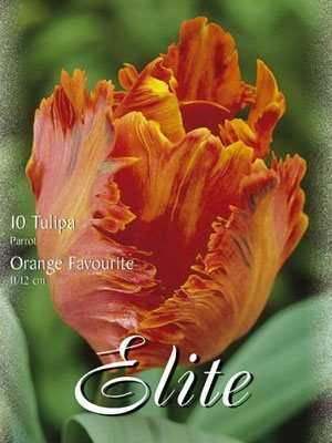 Papagei-Tulpe &#039;Orange Favourite&#039; (Art.Nr. 595566)