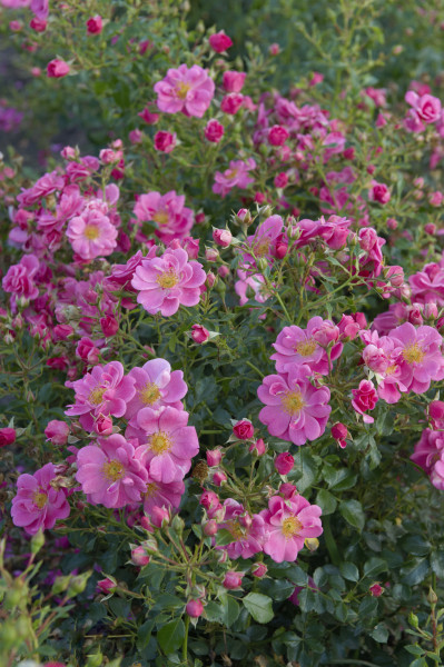 Bodendeckerrose &#039;Bienenweide-Rosa&#039; ® - Tantau