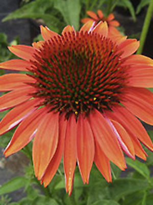 Echinacea purpurea &#039;Sundown&#039;, Scheinsonnenhut