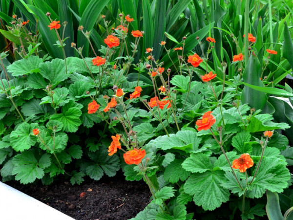 Geum coccineum &#039;Werner Arends&#039; (M), Niedriger Nelkenwurz