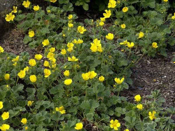 Potentilla megalantha (syn. fragiformis), großblütiges Fingerkraut