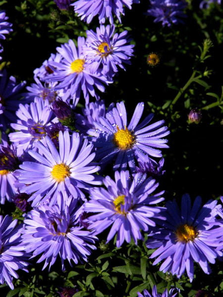 Aster dumosus &#039;Professor A. Kippenberg&#039; (M), Kissen-Aster, Herbst-Aster