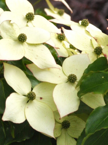 creme-weiße Blüten zieren den Blumenhartriegel