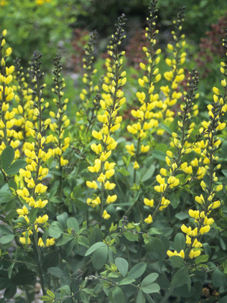 Baptisia decadence &#039;Lemon Meringe&#039;, Indigolupine