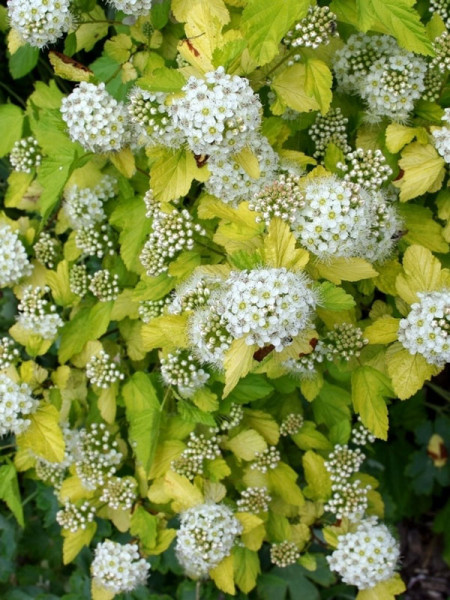 Physocarpus opulifolius &#039;Darts Gold&#039;, gelbe Blasenspiere