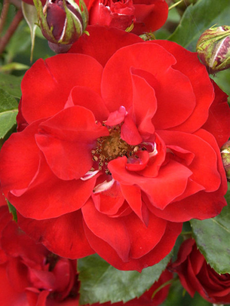 Blüte der Rose La Sevillana