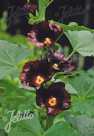 Alcea rosea &#039;Blacknight&#039;, Stockrose, englische Stockrose, Spotlight-Stockrose