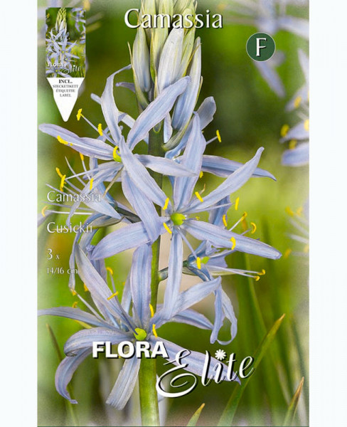 Präriekerze, Camassia cusickii (Art.Nr. 5965110)