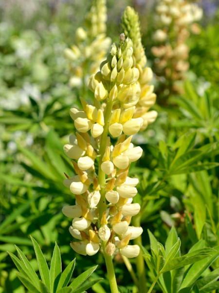 Lupinus polyphyllus &#039;Kronleuchter&#039;, Gelbe Lupine, Wolfsbohne