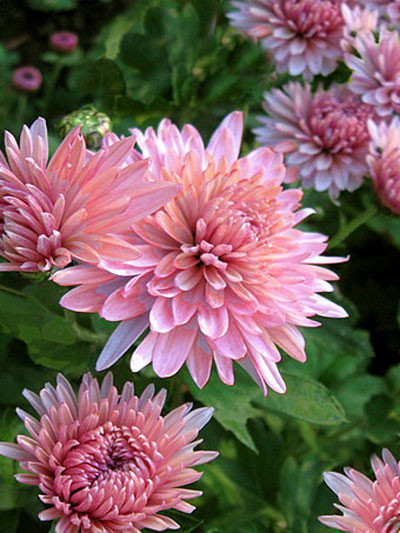 Chrysanthemum x hortorum &#039;Orchid Helen&#039;, Winteraster, Herbst-Chrysantheme