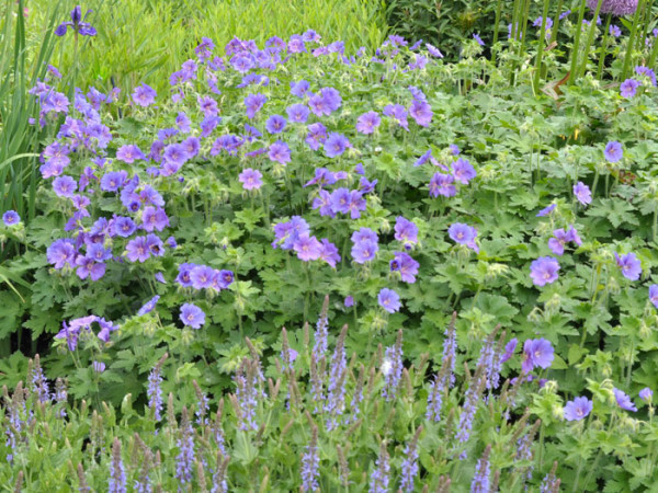 Geranium magnificum &#039;Rosemoor&#039;, Pracht-Storchschnabel, Großer Gartenstorchschnabel