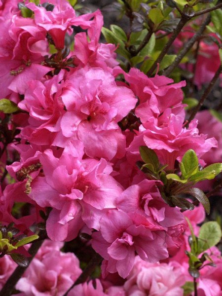 Rhododendron obtusum &#039;Rokoko&#039;, wintergrüne japanische Zwergazalee