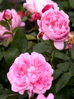 Rose Mary Rose ® - Austin