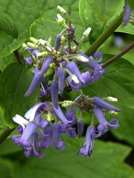 Clematis Heracleifolia-Hybride &#039;Cote d&#039;Azur&#039;, Krautige Waldrebe, Staudenclematis