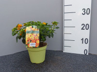 Lantana camara Hybride, Wandelröschen