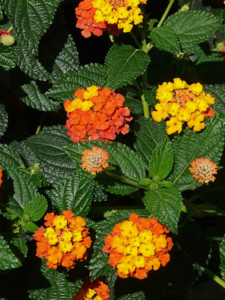 Wandelroschen Lantana Camara Wandelroschen Lantana Camara