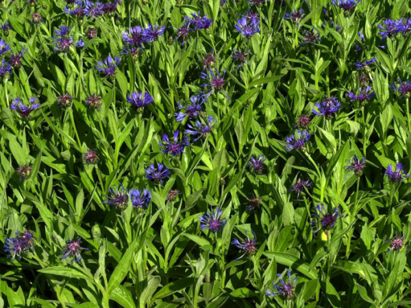 Die Berg-Flockenblume als Bodendecker