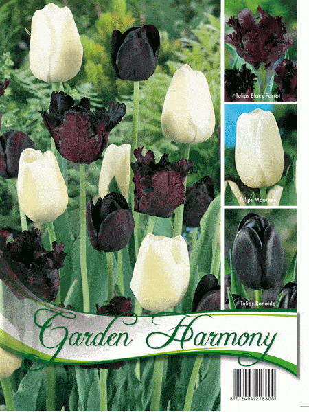 Kollektion schwarze und weiße Tulpen (Art.Nr. 598203)