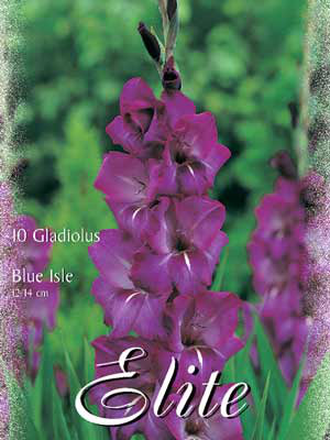 Großblumige Gladiole 'Blue Isle', Gladiolus (Art.Nr. 521250)