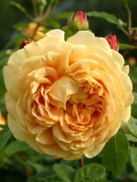 Rose Golden Celebration ® - Austin