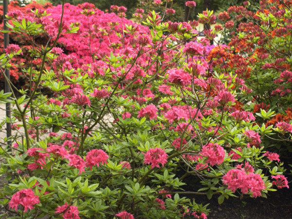 Rhododendron luteum &#039;Homebush&#039;, sommergrüne japanische Gartenazalee