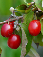 Cornus mas, Kornelkirsche