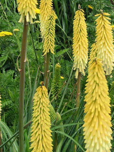 Kniphofia uvaria &#039;Little Maid&#039;, Kleine Fackellilie