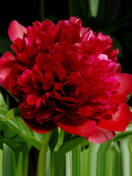 Paeonia officinalis &#039;Rubra Plena&#039;, echte Bauern-Pfingstrose