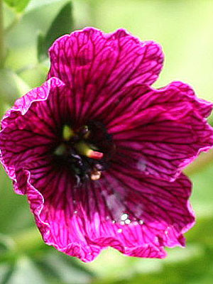 Geranium cinereum 'Purple Pillow', Aschgrauer Storchschnabel