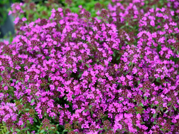 Thymus serpyllum &#039;Magic Carpet&#039;, Sandthymian, Teppich-Thymian