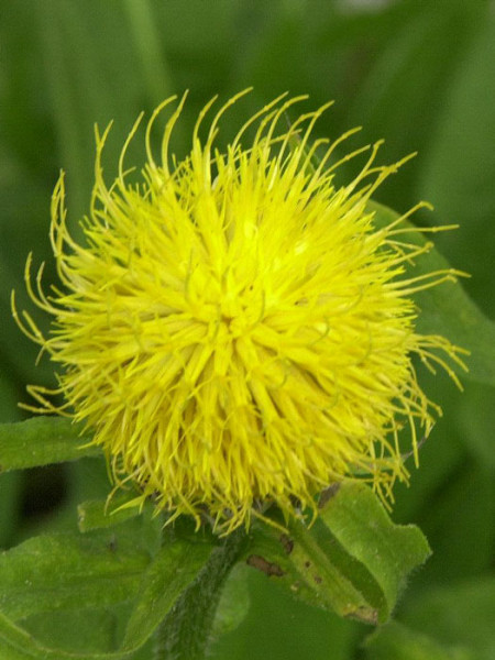 Centaurea macrocephala, Riesenflockenblume, großköpfige Flockenblume