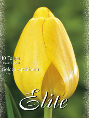 Darwin-Hybrid-Tulpe &#039;Golden Apeldoorn&#039; (Art.Nr. 595306)