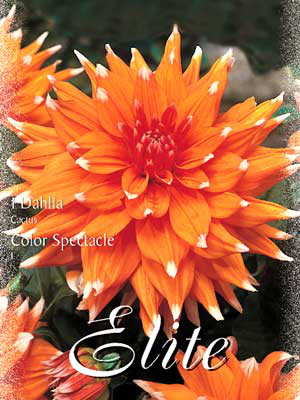 Kaktus-Dahlie &#039;Color Spectacle&#039;, Dahlia (Art.Nr. 520016)