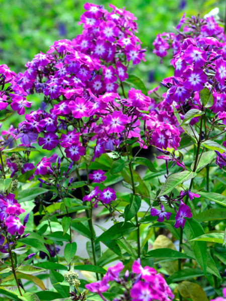 Phlox Paniculata Starfire - Fiori Rossi Per Il Tuo Giardino - Foto 11
