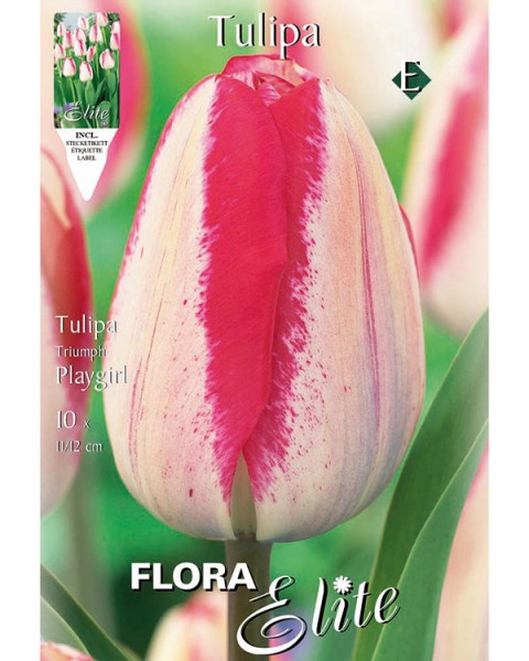 Triumph-Tulpe &#039;Playgirl&#039; (Art.Nr. 595251)