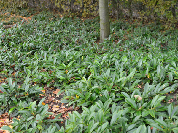 Prunus laurocerasus &#039;Mount Vernon&#039;, Bodendecker-Kirschlorbeer