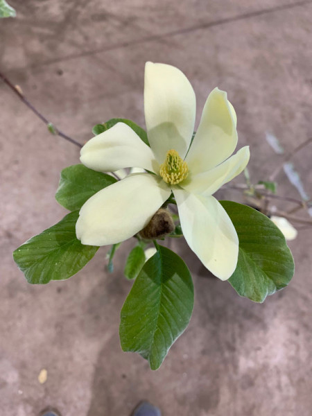 Magnolia &#039;Maxine Merrill&#039;