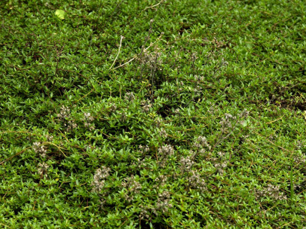 Thymus serpyllum &#039;Magic Carpet&#039;, Sandthymian, Teppich-Thymian