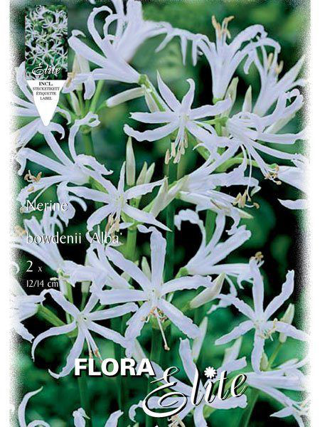 Guernsey-Lilie &#039;Alba&#039;, Nerine bowdenii (Art.Nr. 521841)