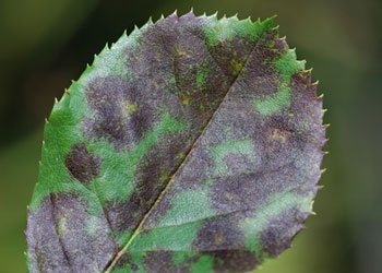 sternrusstau