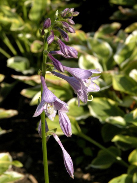 Hosta nakaiana &#039;Golden Tiara&#039; (M), Kleine Goldrand-Funkie, Herzblatt-Lilie