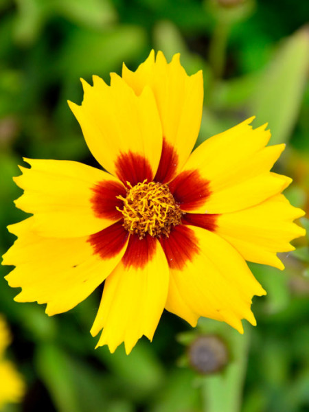 Coreopsis lanceolata &#039;Sterntaler&#039;, Kleines Mädchenauge