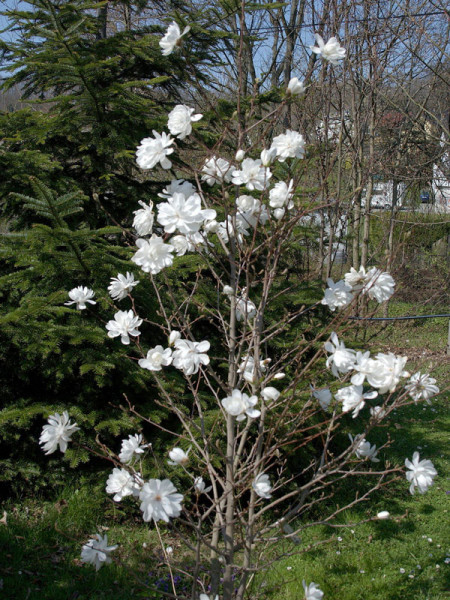 Magnolia loebneri &#039;Wildcat&#039;, Magnolie