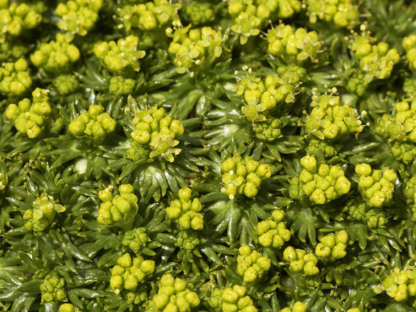 Azorella trifurcata, Andenpolster