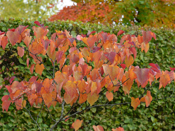 Cercis canadensis &#039;Forest Pansy&#039;, Judasbaum