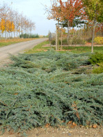 Juniperus squamata 'Blue Carpet', Blauer Kriech-Wacholder