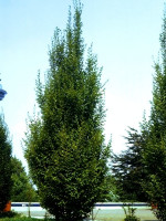 Carpinus betulus 'Fastigiata', Säulenhainbuche