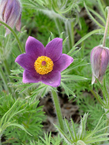 Pulsatilla vulgaris (M), Küchenschelle